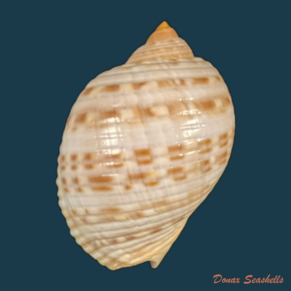 copia-de-tonna-pennata-morch-1853-70-8mm