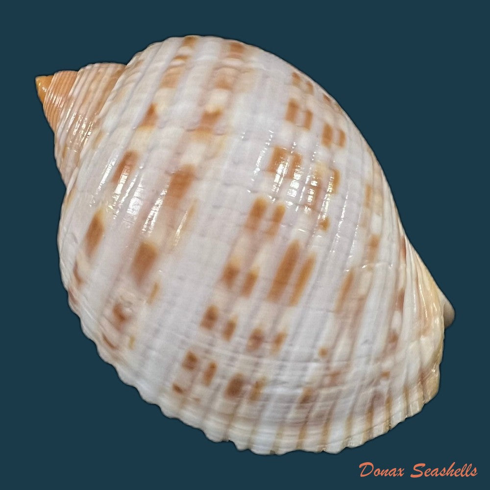 copia-de-tonna-pennata-morch-1853-70-8mm