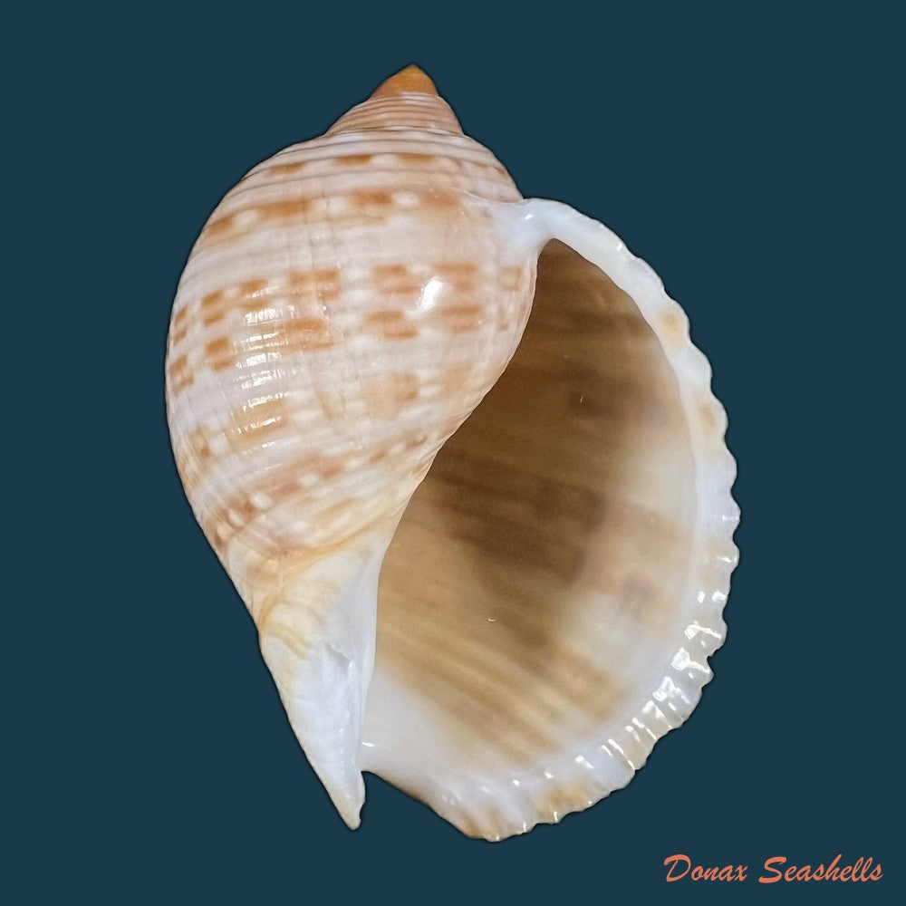 copia-de-tonna-pennata-morch-1853-70-8mm
