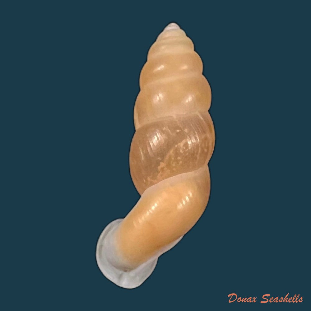 copia-de-tortulosa-tortulosa-beck-1837-22-6mm