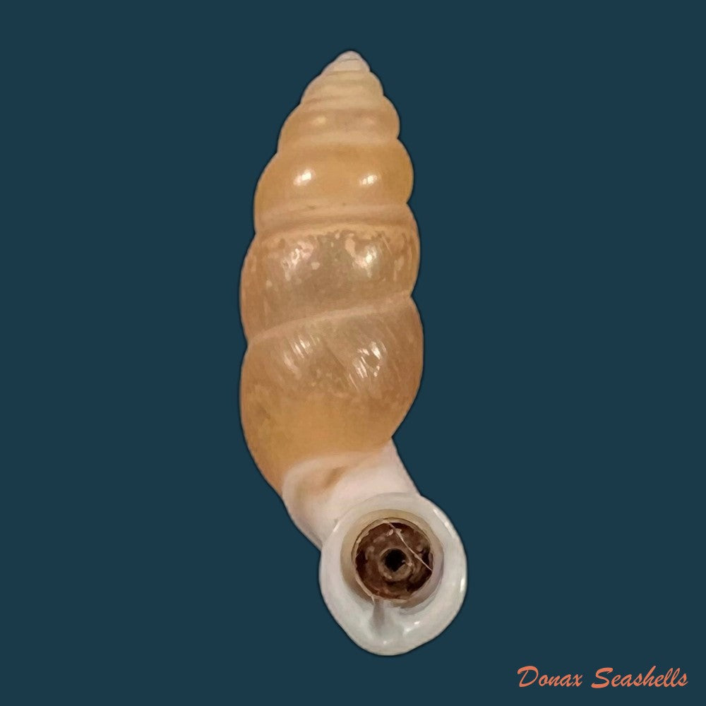 copia-de-tortulosa-tortulosa-beck-1837-22-6mm