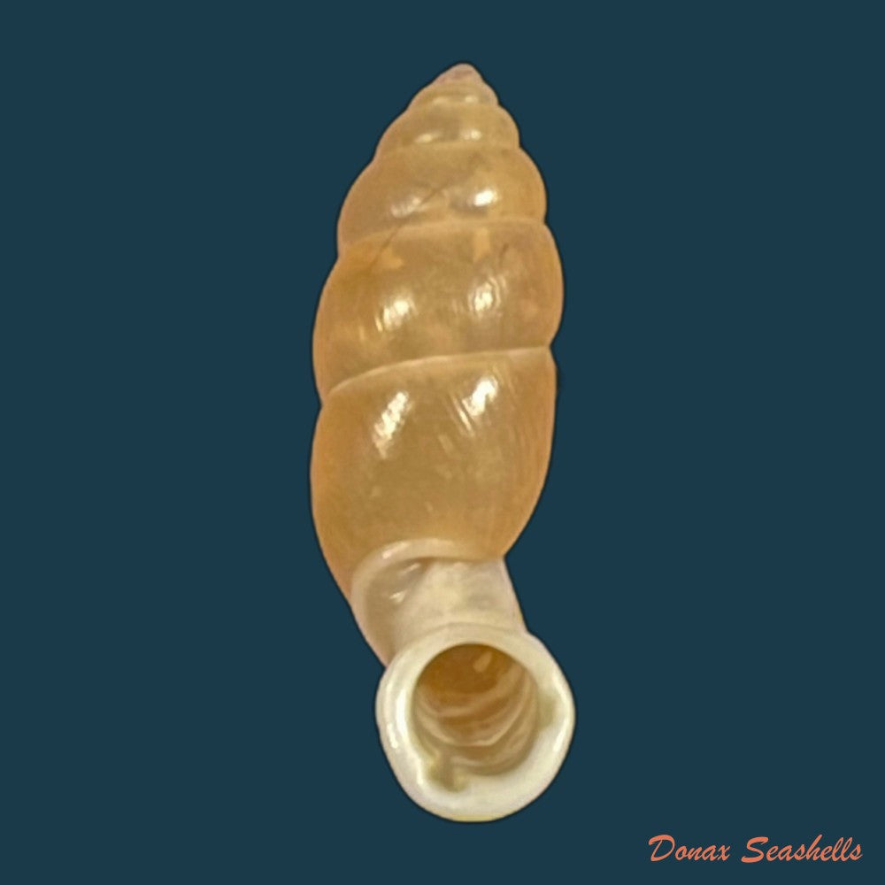 copia-de-tortulosa-tortulosa-beck-1837-22-8mm