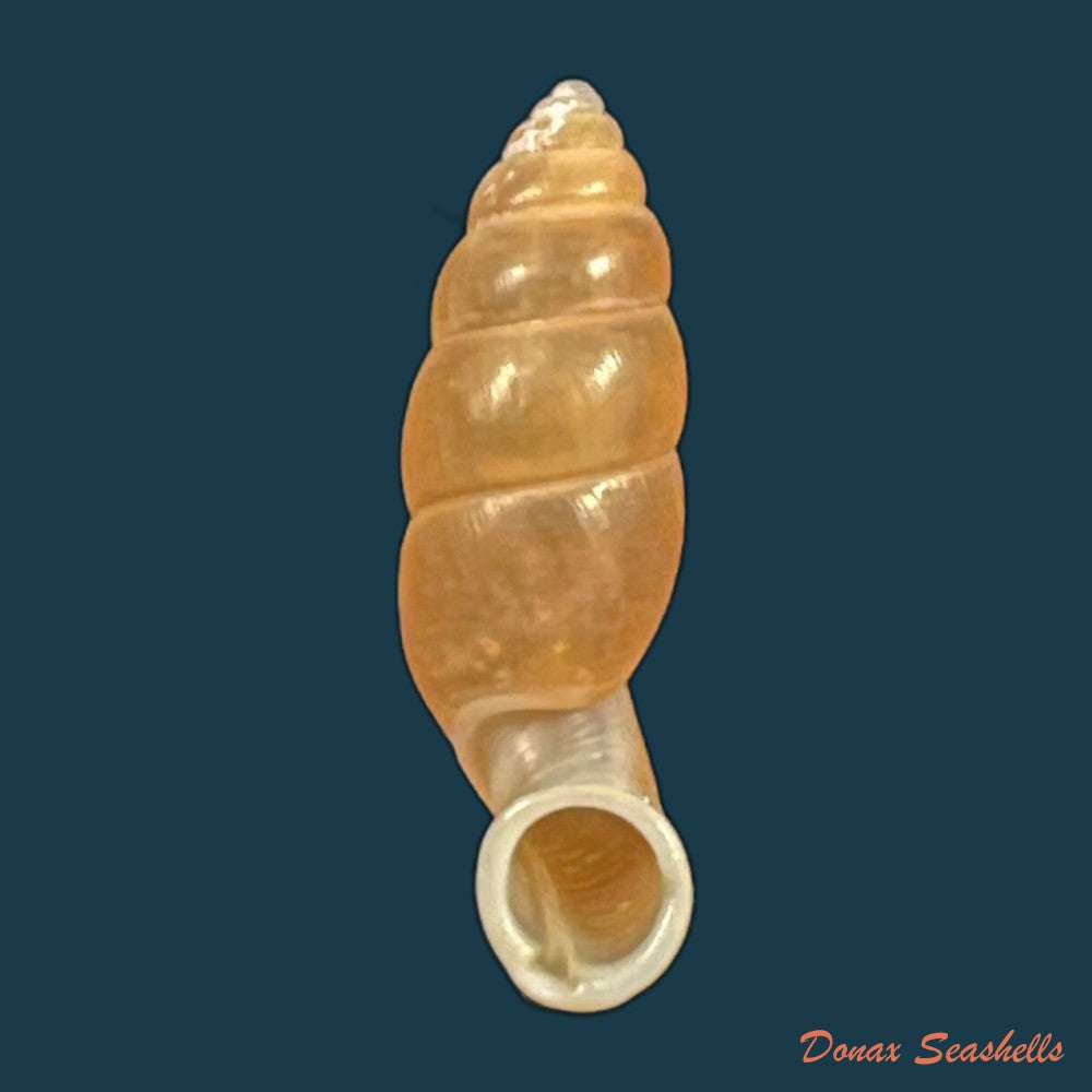 copia-de-tortulosa-tortulosa-beck-1837-24-4mm-1