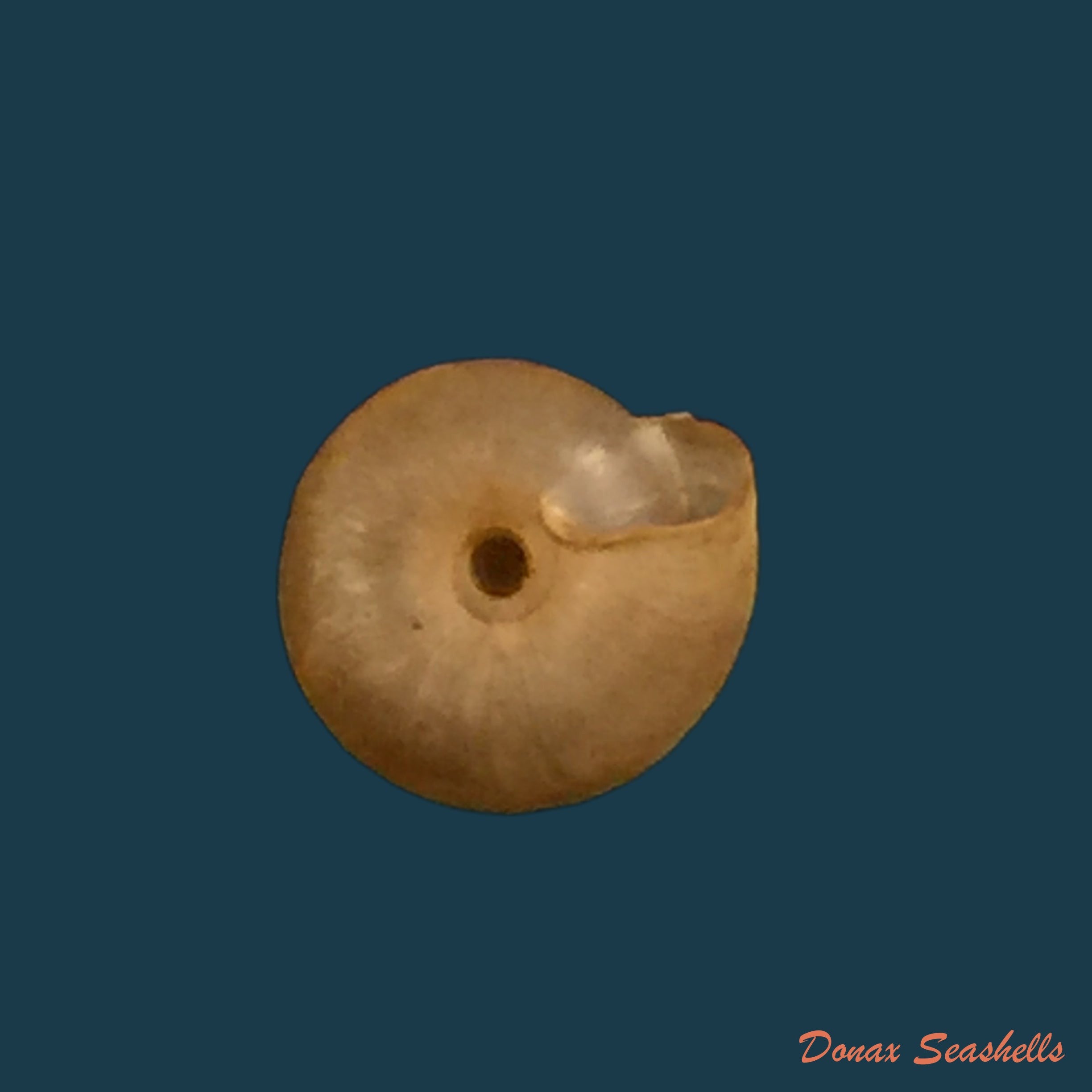 copia-de-tortulosa-tortulosa-beck-1837
