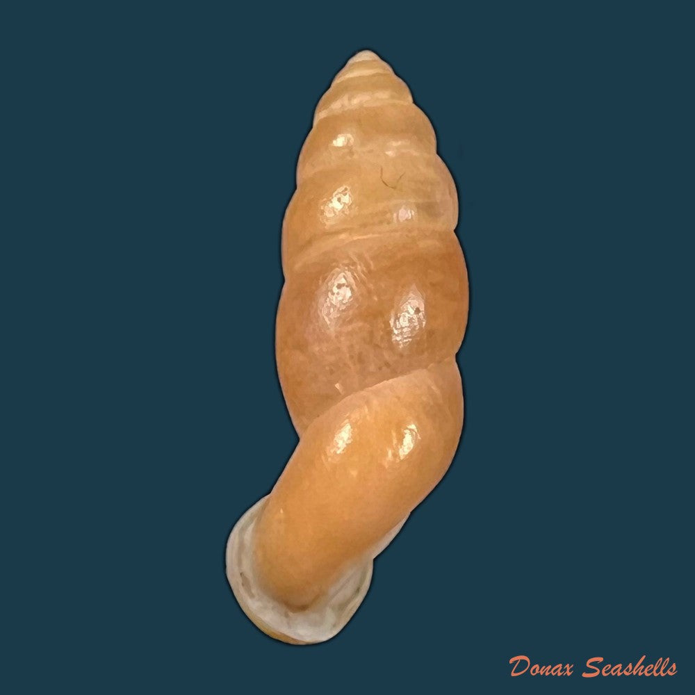 copia-de-tortulosa-tortulosa-beck-1838