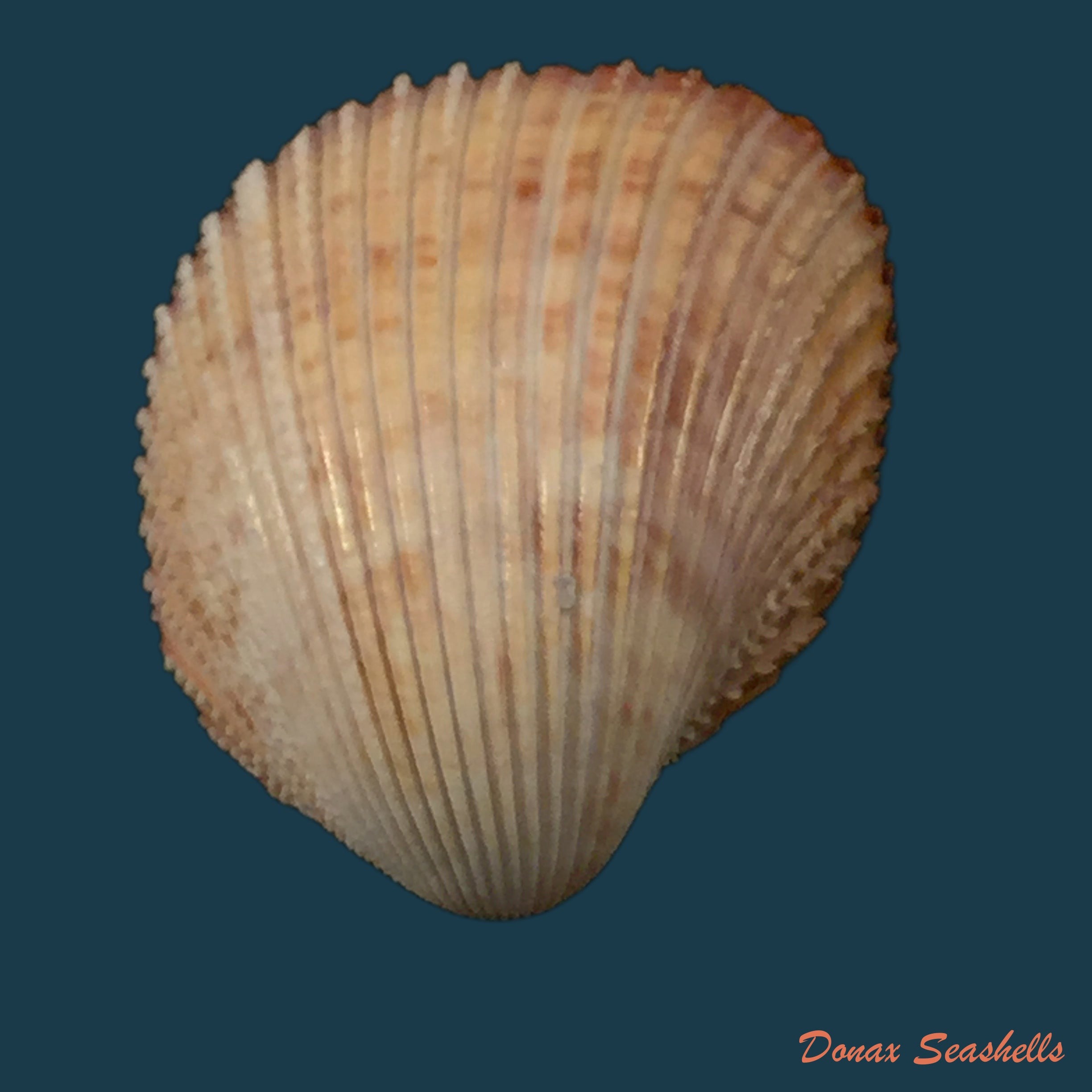copia-de-trachycardium-magnum-linnaeus-1758-51-5mm