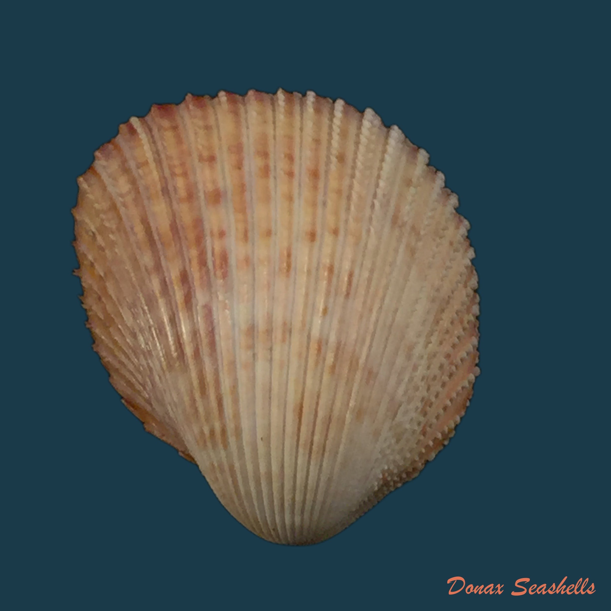 copia-de-trachycardium-magnum-linnaeus-1758-51-5mm