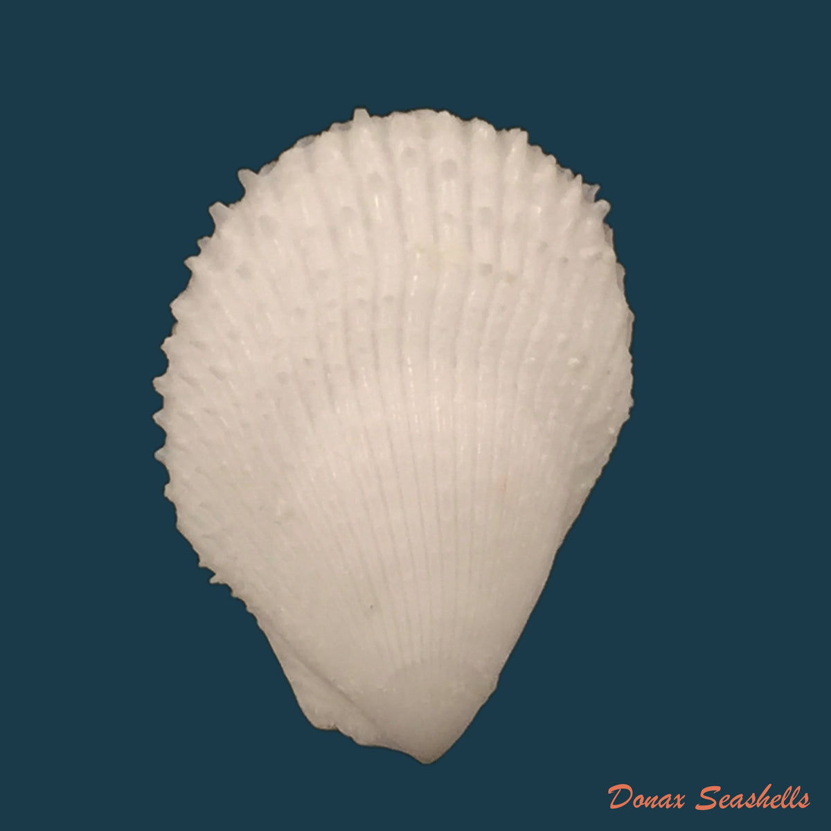 copia-de-trachycardium-muricatum-linnaeus-1758-37mm