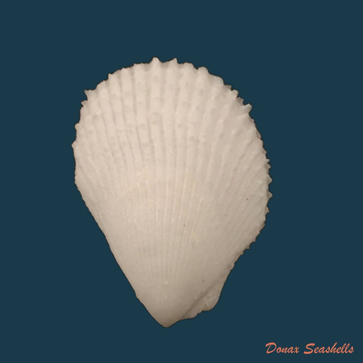 copia-de-trachycardium-muricatum-linnaeus-1758-37mm
