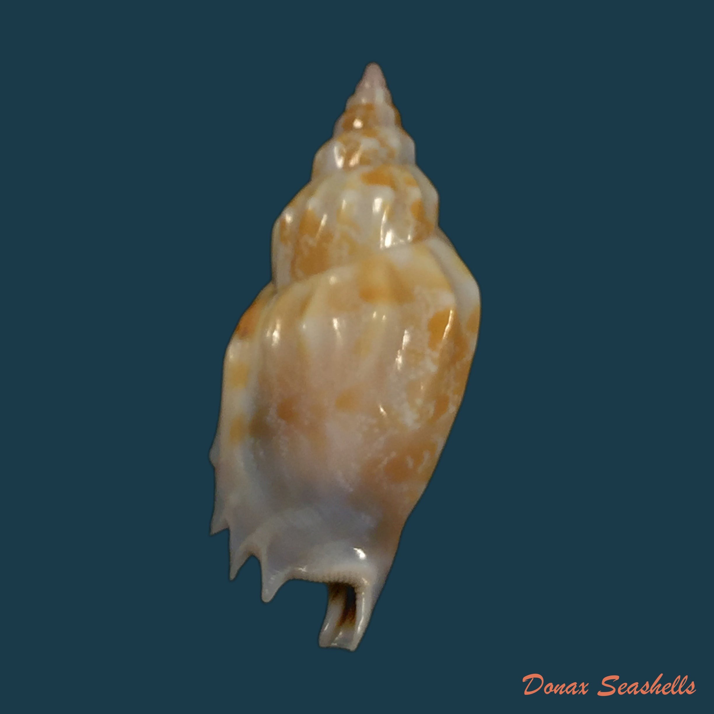 copia-de-tridentarius-dentatus-linnaeus-1758-32-6mm
