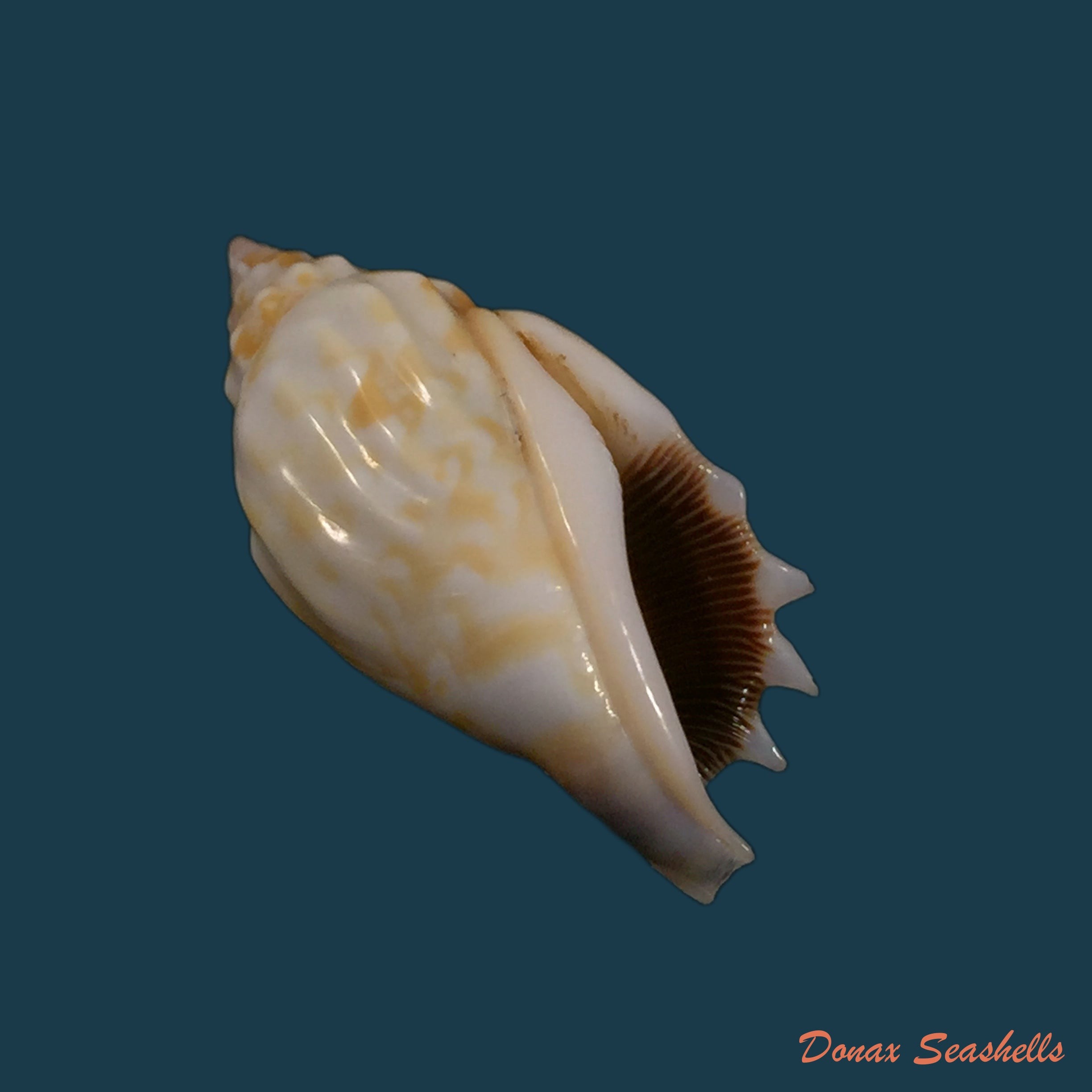 copia-de-tridentarius-dentatus-linnaeus-1758-32-6mm