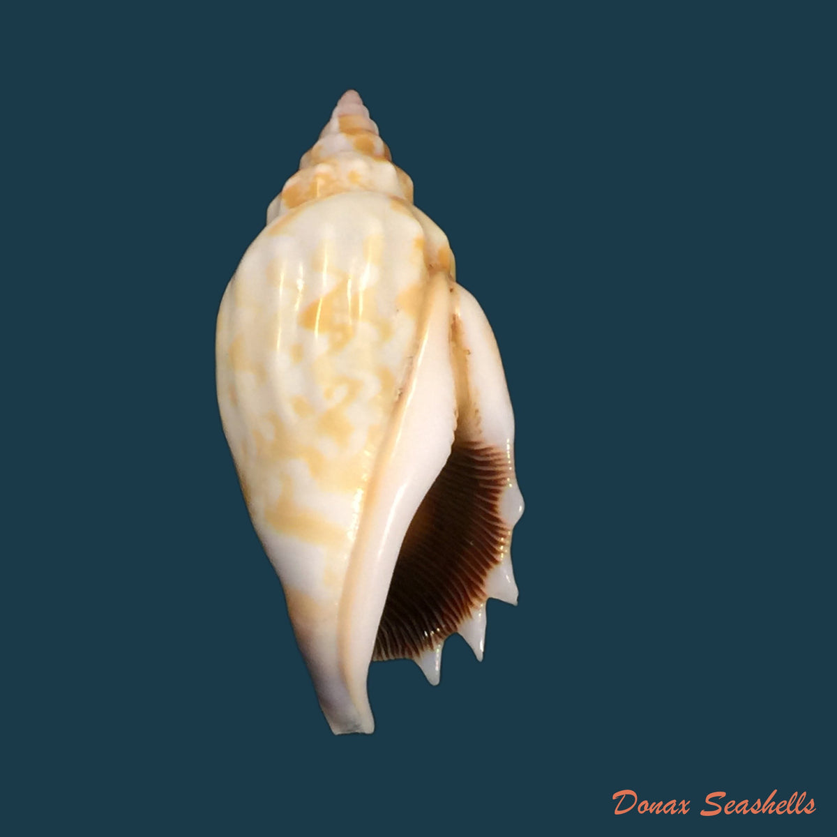 copia-de-tridentarius-dentatus-linnaeus-1758-32-6mm