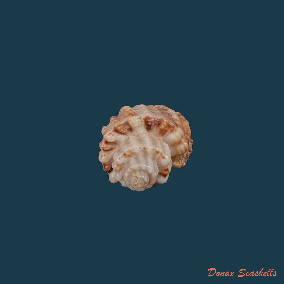 copia-de-trigonostoma-breve-g-b-sowerby-i-1832-20-1mm