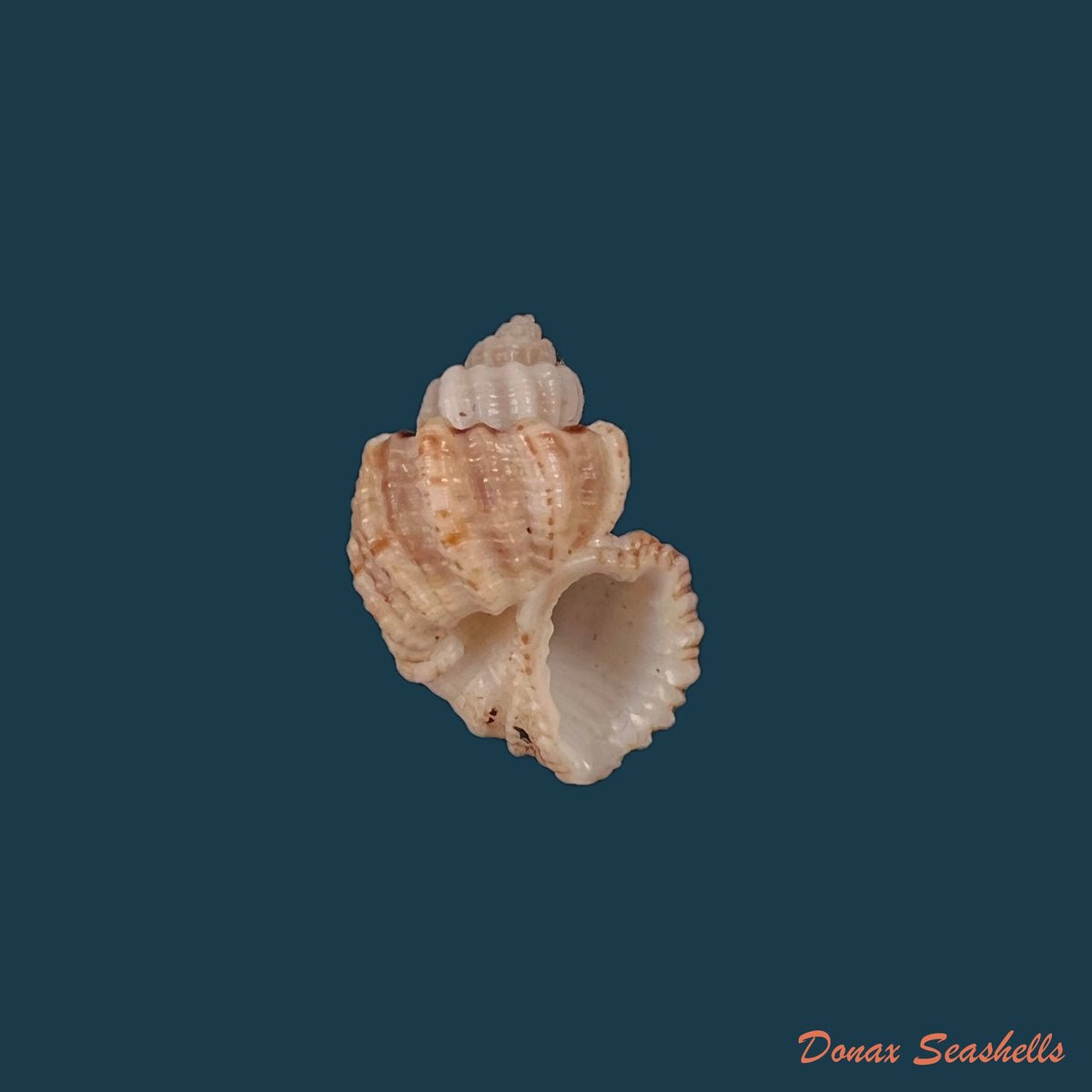 copia-de-trigonostoma-breve-g-b-sowerby-i-1832-20-1mm