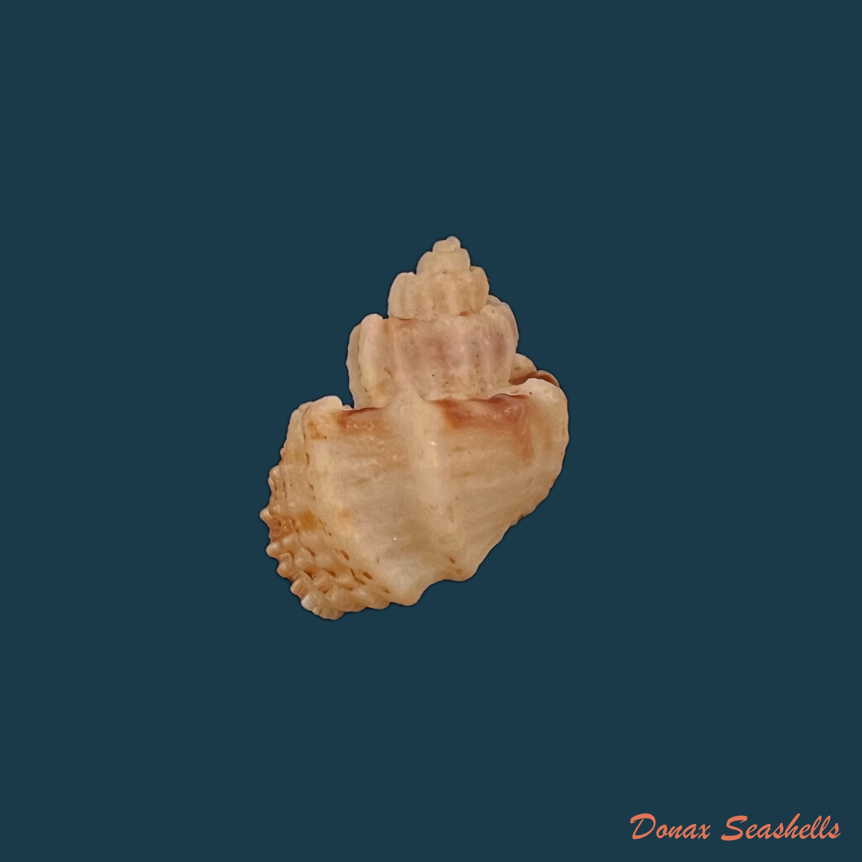 copia-de-trigonostoma-breve-g-b-sowerby-i-1832-22-2mm