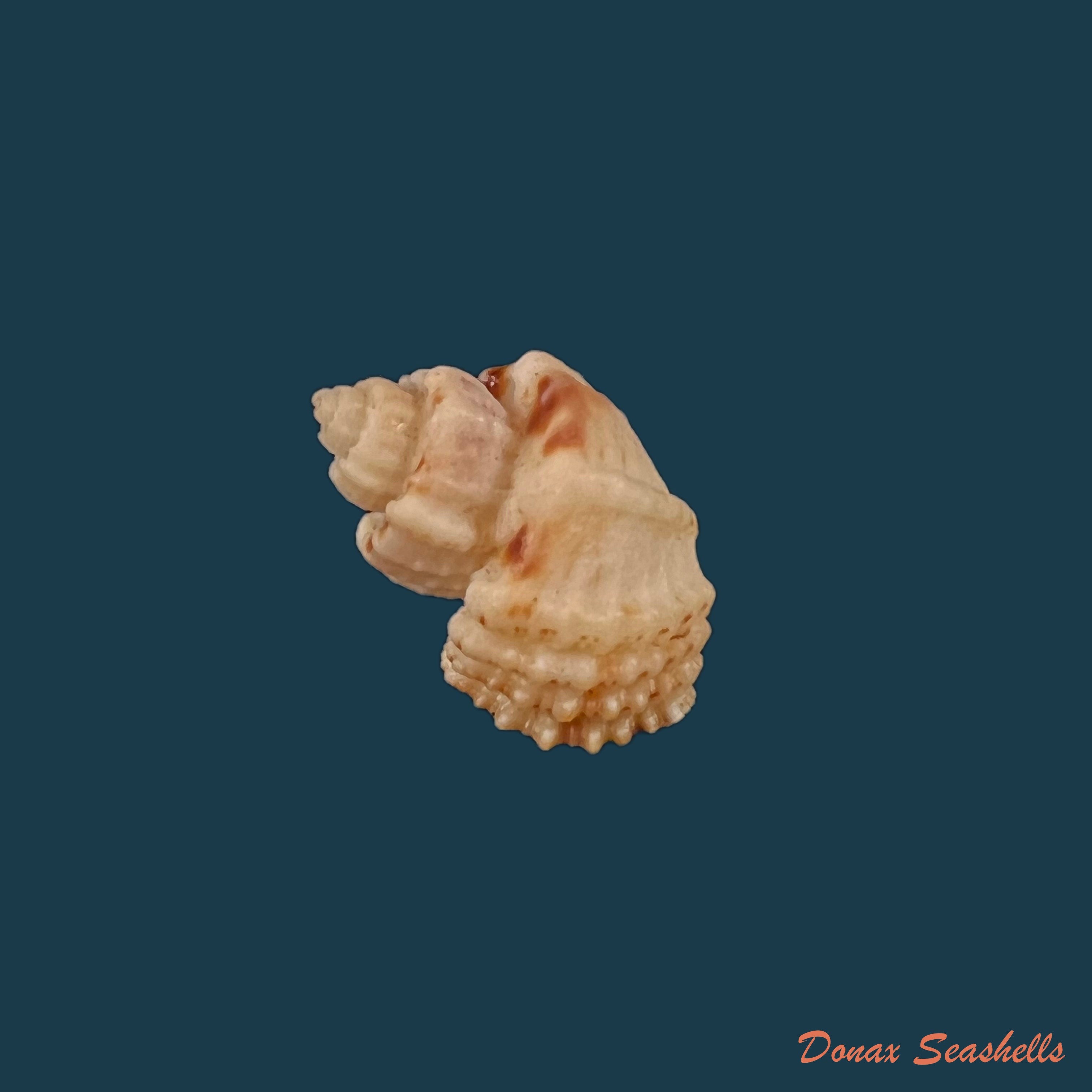copia-de-trigonostoma-breve-g-b-sowerby-i-1832-22-2mm