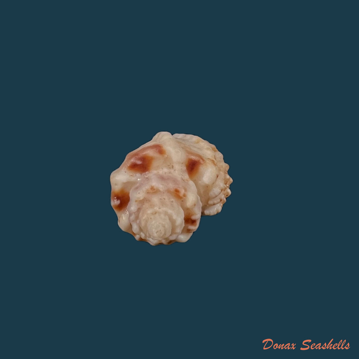 copia-de-trigonostoma-breve-g-b-sowerby-i-1832-22-2mm