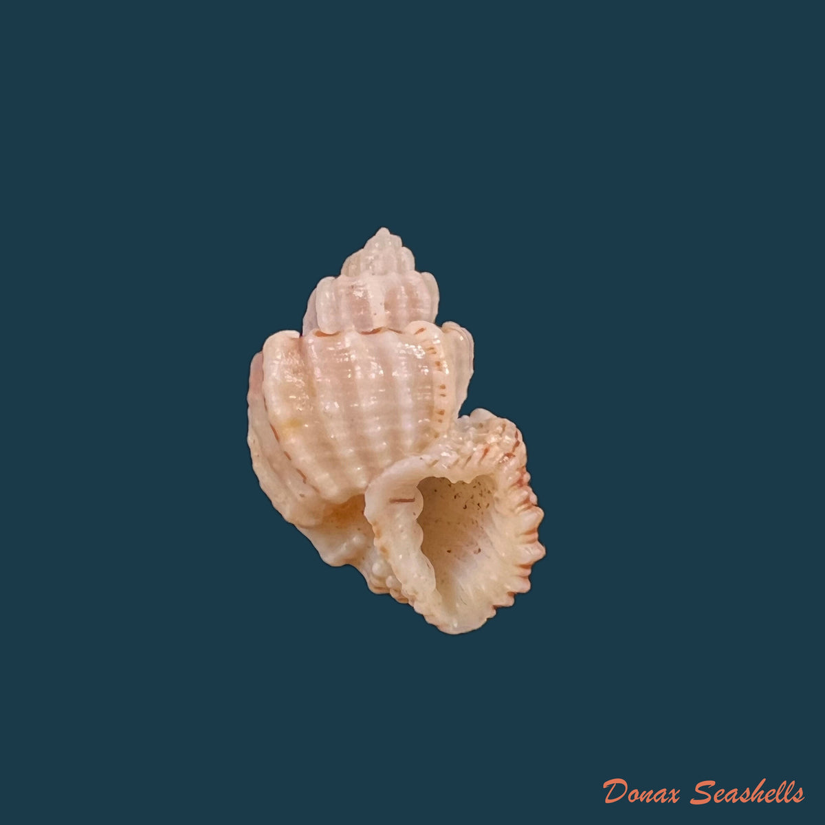 copia-de-trigonostoma-breve-g-b-sowerby-i-1832-22-2mm