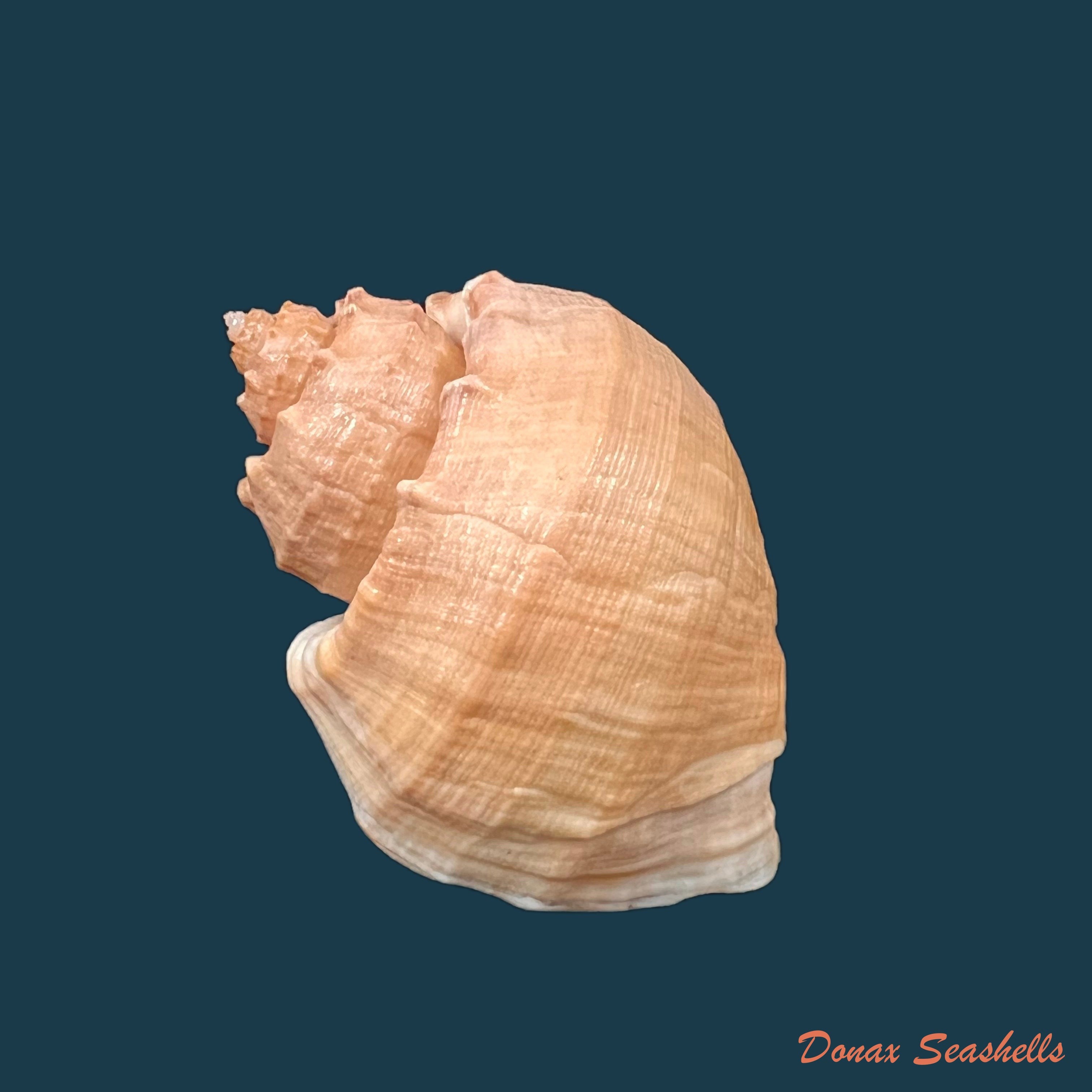 copia-de-trigonostoma-bullatum-g-b-sowerby-i-1832-59-6mm