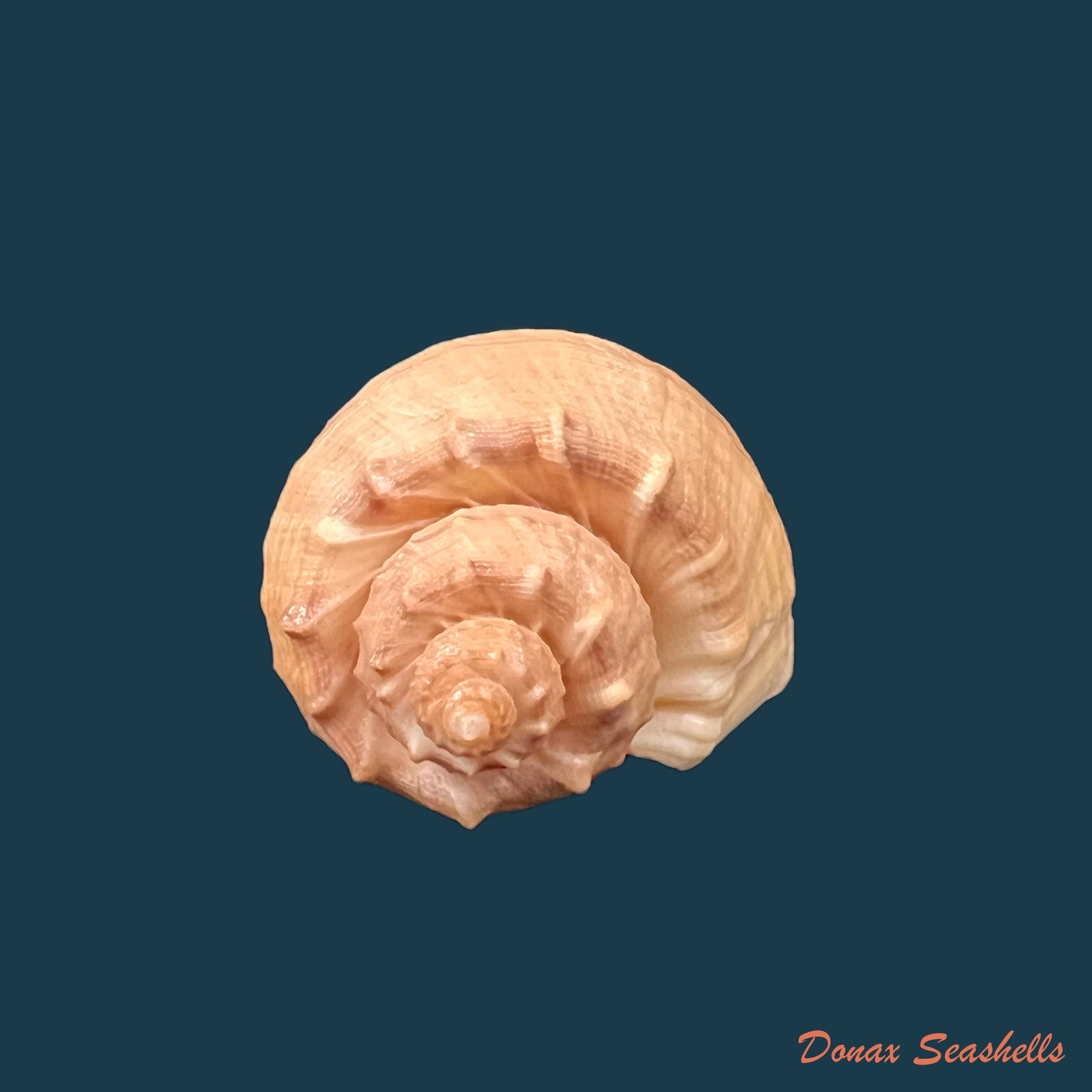 copia-de-trigonostoma-bullatum-g-b-sowerby-i-1832-59-6mm