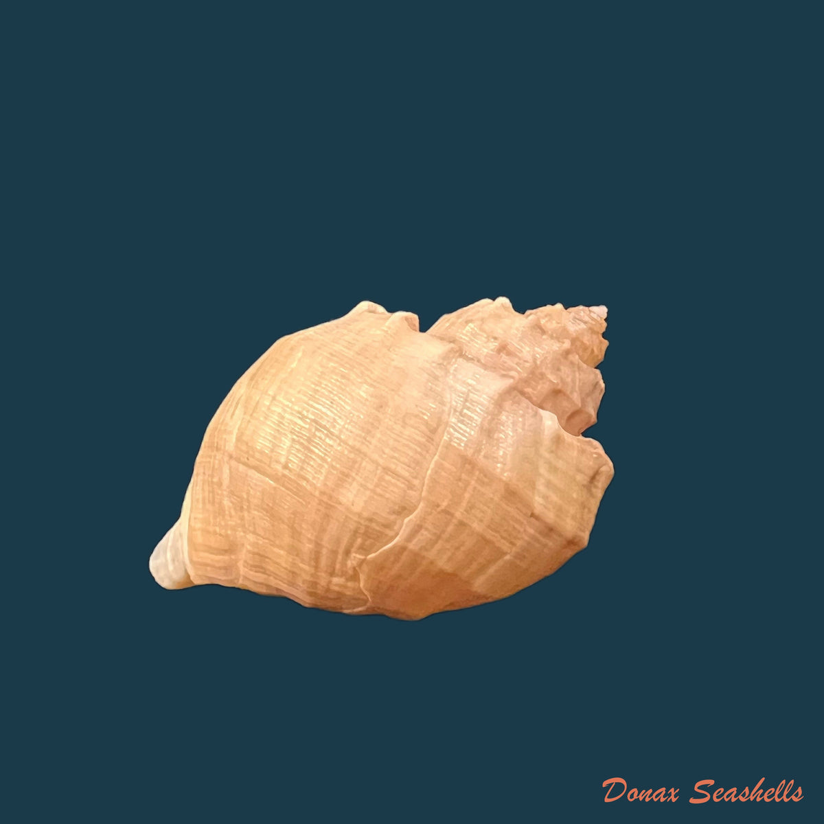 copia-de-trigonostoma-bullatum-g-b-sowerby-i-1832-59-6mm