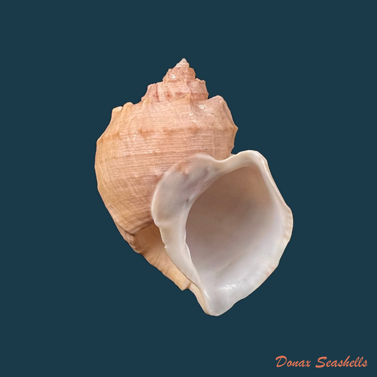copia-de-trigonostoma-bullatum-g-b-sowerby-i-1832-59-6mm