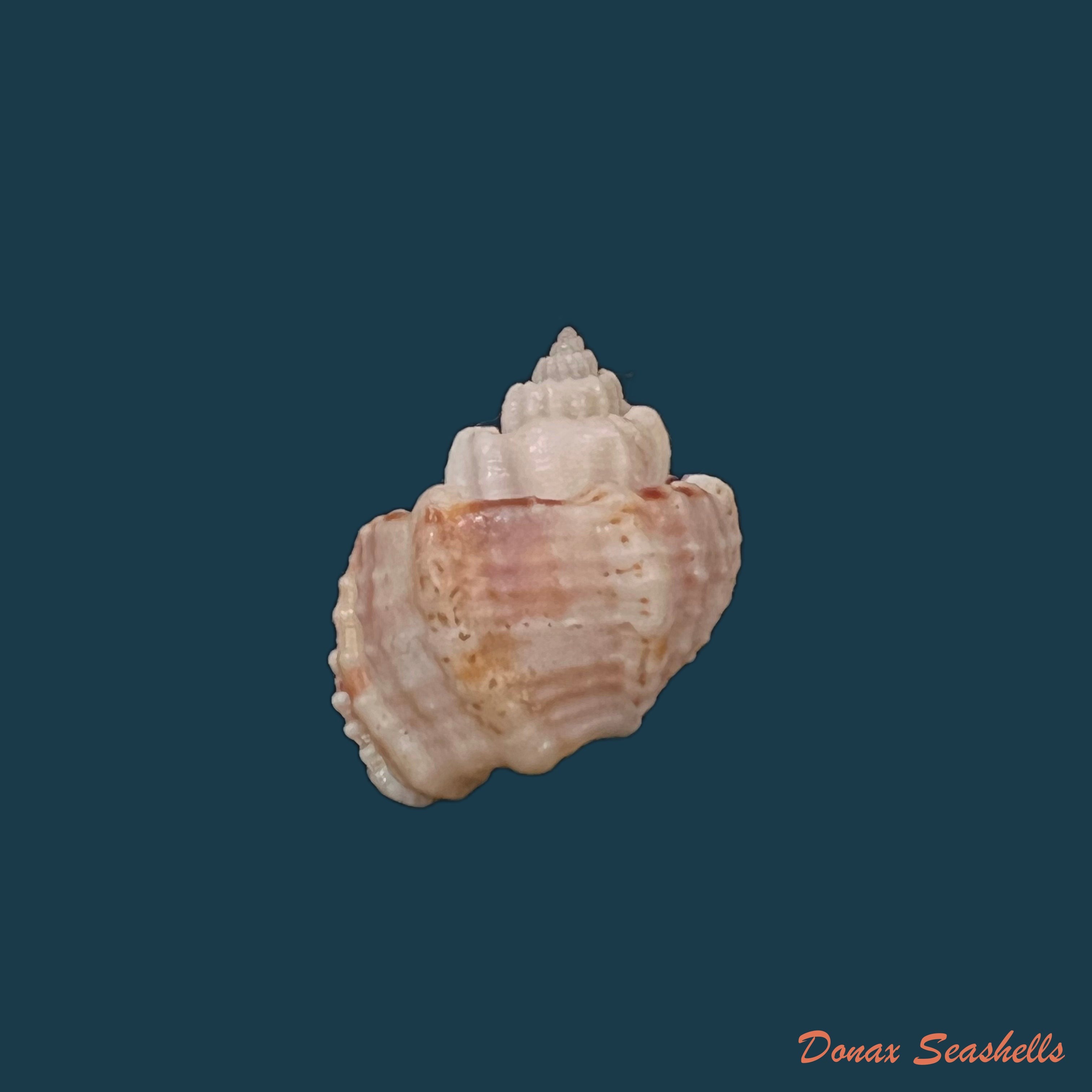 copia-de-trigonostoma-bullatum-g-b-sowerby-i-1832-63-4mm