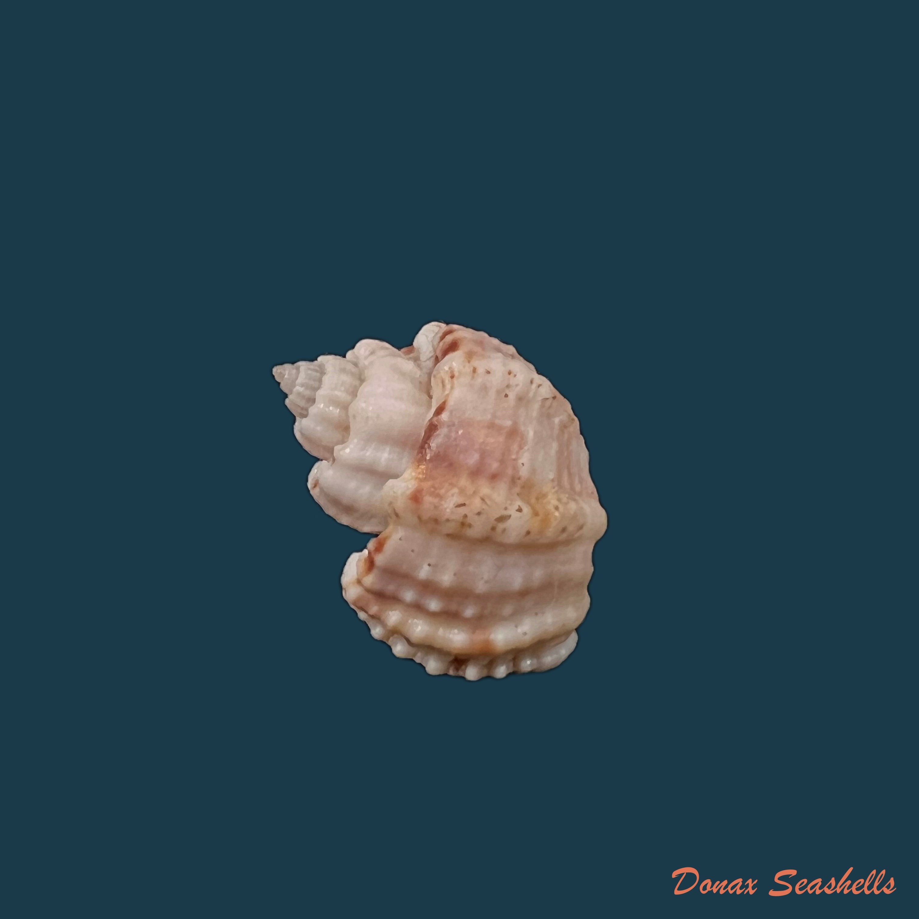 copia-de-trigonostoma-bullatum-g-b-sowerby-i-1832-63-4mm