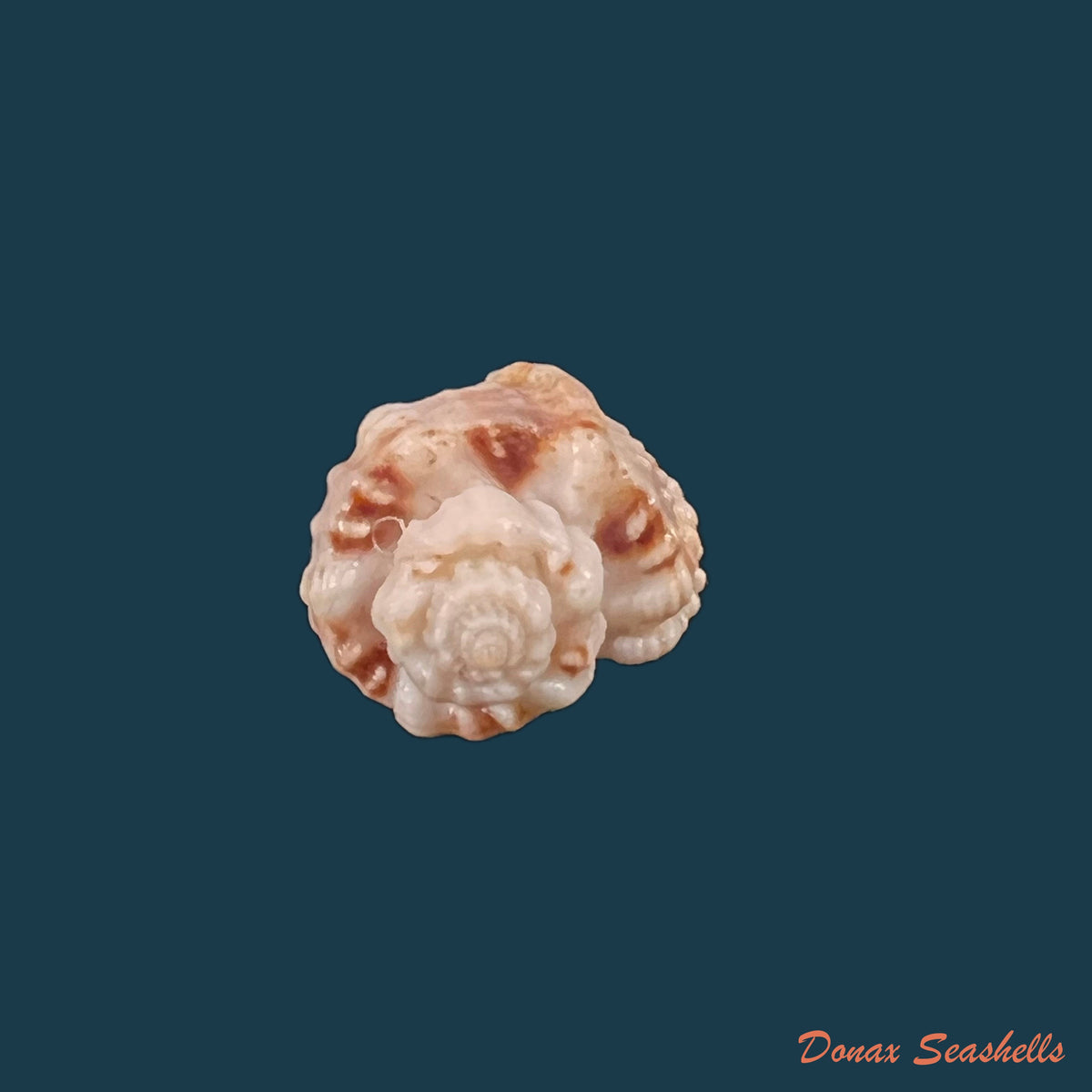 copia-de-trigonostoma-bullatum-g-b-sowerby-i-1832-63-4mm