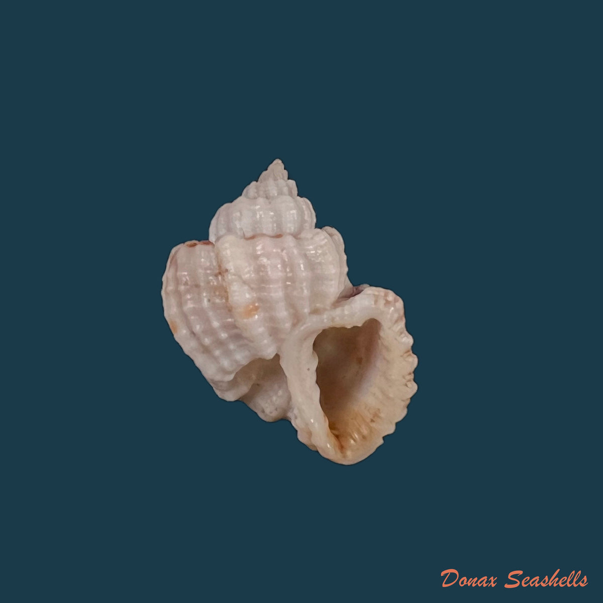 copia-de-trigonostoma-bullatum-g-b-sowerby-i-1832-63-4mm