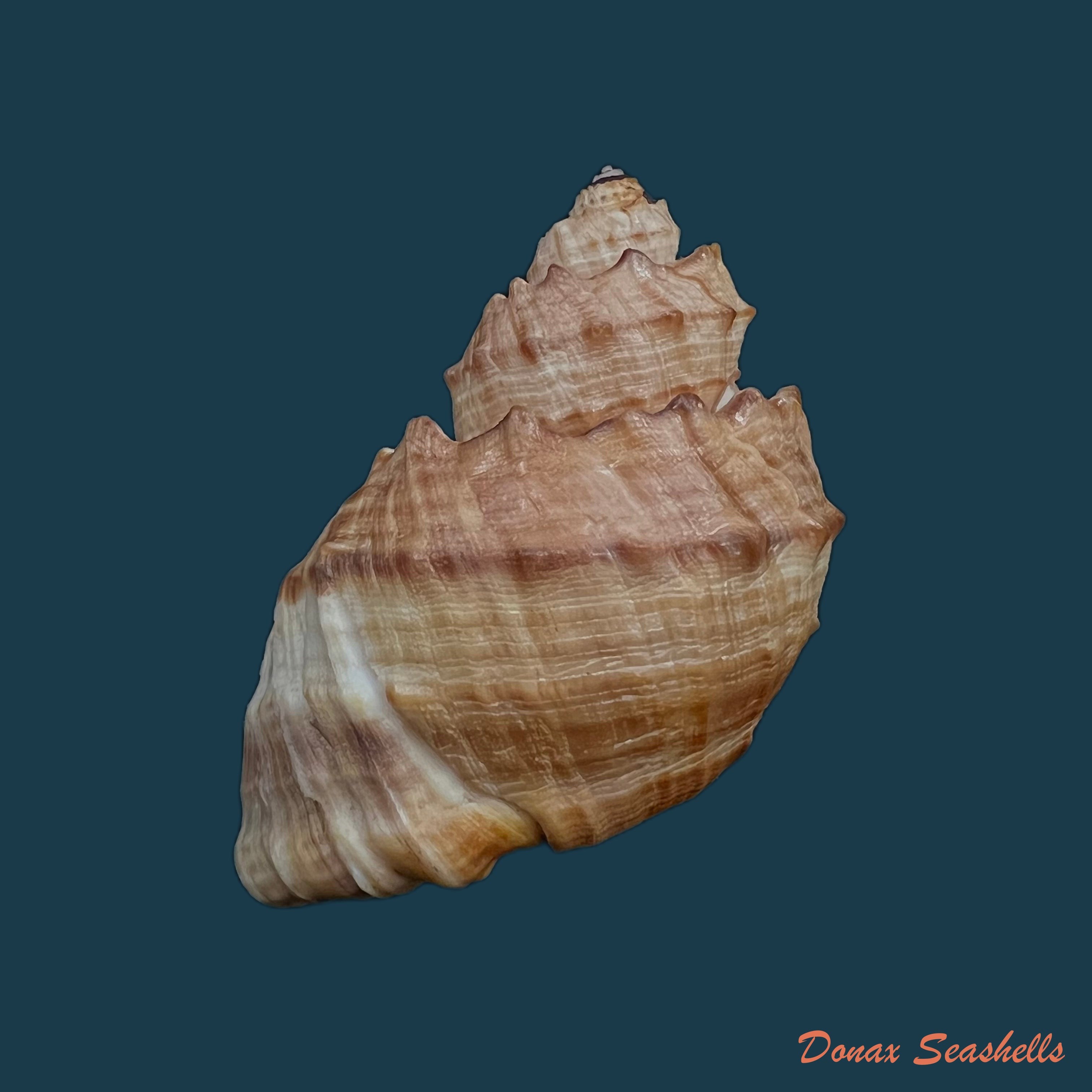 copia-de-trigonostoma-bullatum-g-b-sowerby-i-1832-71-4mm-1