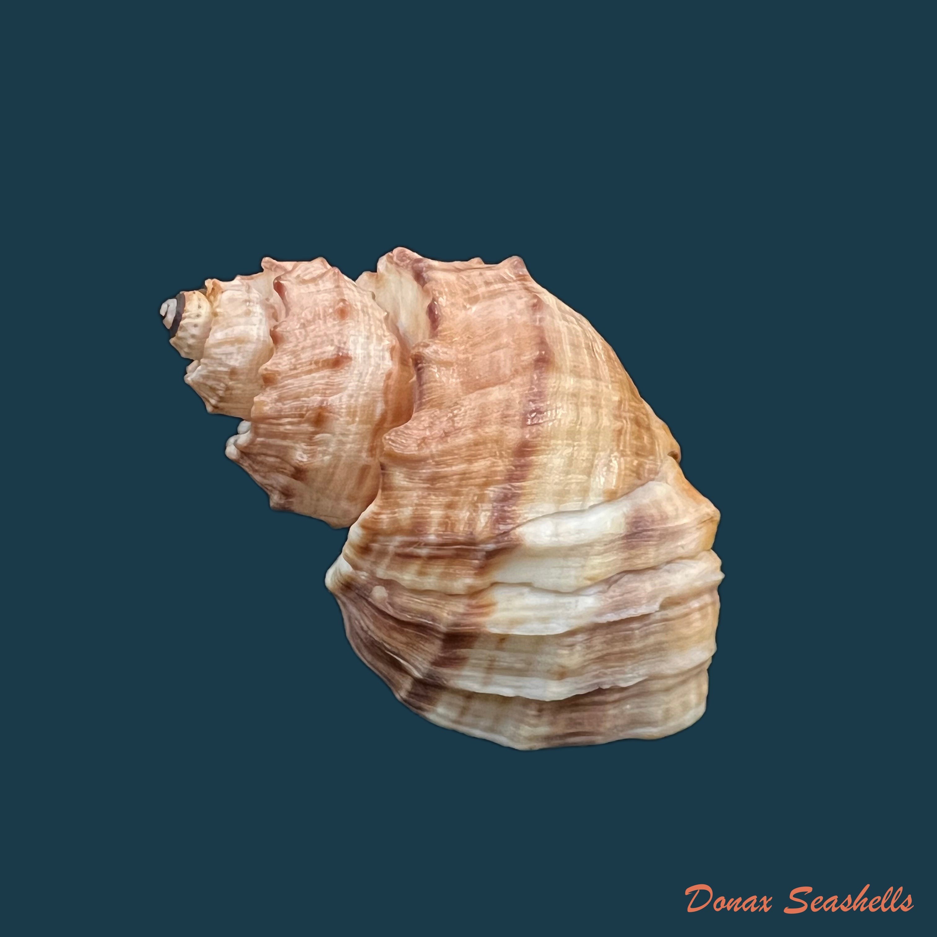 copia-de-trigonostoma-bullatum-g-b-sowerby-i-1832-71-4mm-1