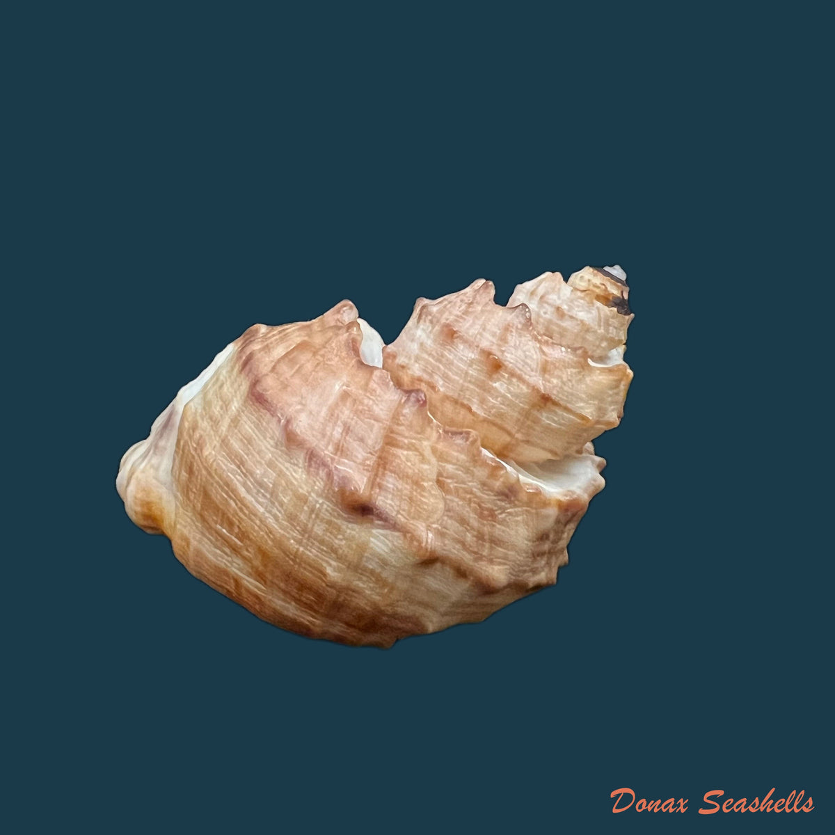 copia-de-trigonostoma-bullatum-g-b-sowerby-i-1832-71-4mm-1