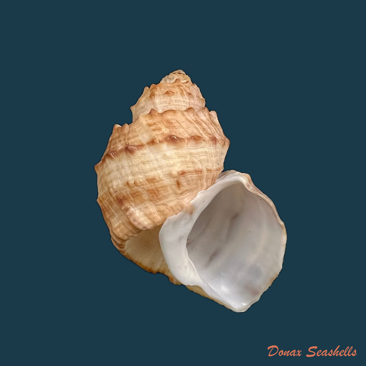 copia-de-trigonostoma-bullatum-g-b-sowerby-i-1832-71-4mm-1