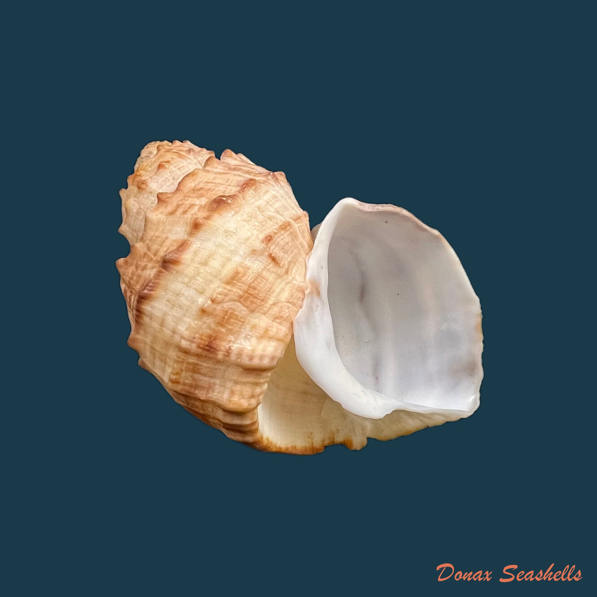 copia-de-trigonostoma-bullatum-g-b-sowerby-i-1832-71-4mm-1