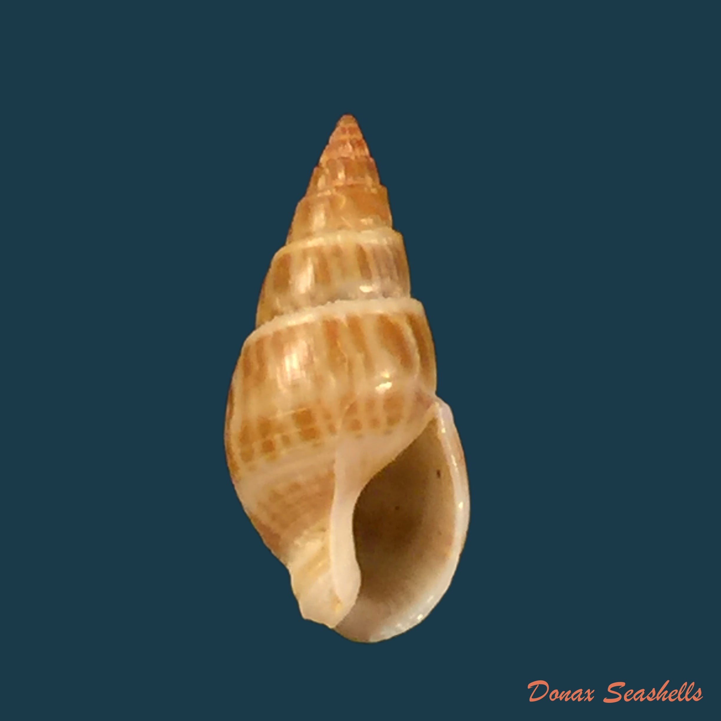 copia-de-tritia-elata-gould-1848-13-3mm
