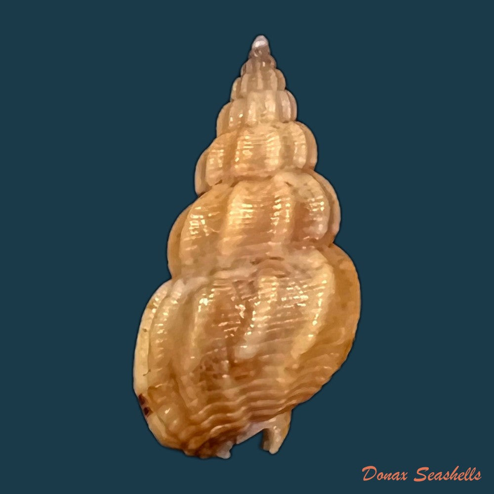 copia-de-tritia-miga-bruguiere-1789-15-4mm