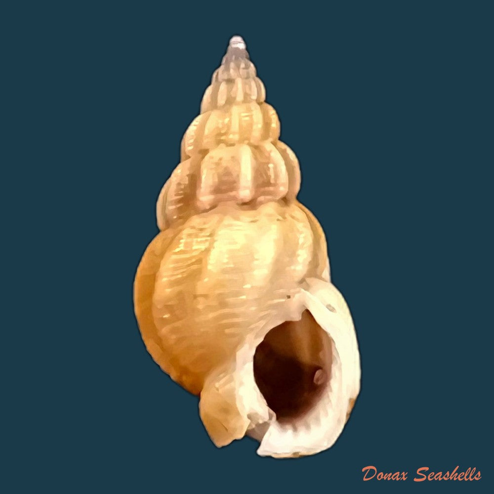 copia-de-tritia-miga-bruguiere-1789-15-4mm