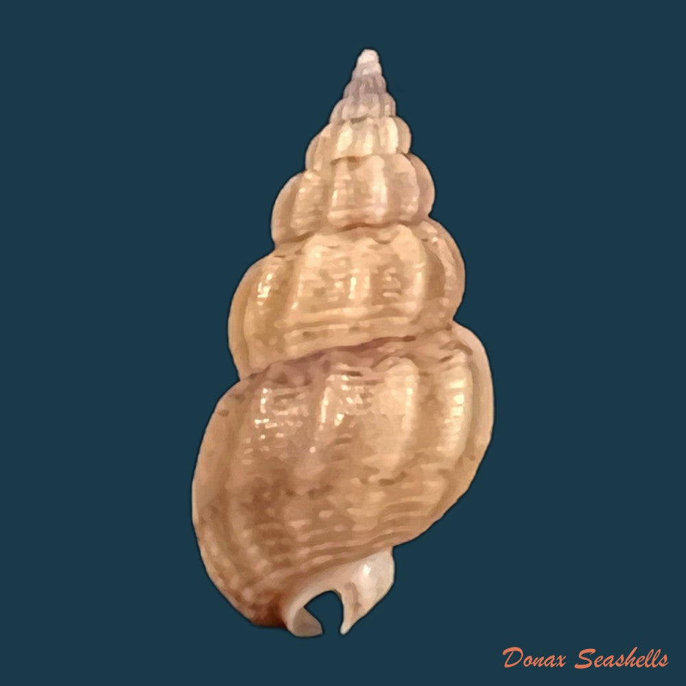 copia-de-tritia-miga-bruguiere-1789-17-4mm