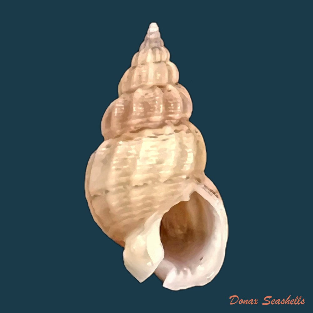 copia-de-tritia-miga-bruguiere-1789-17-4mm