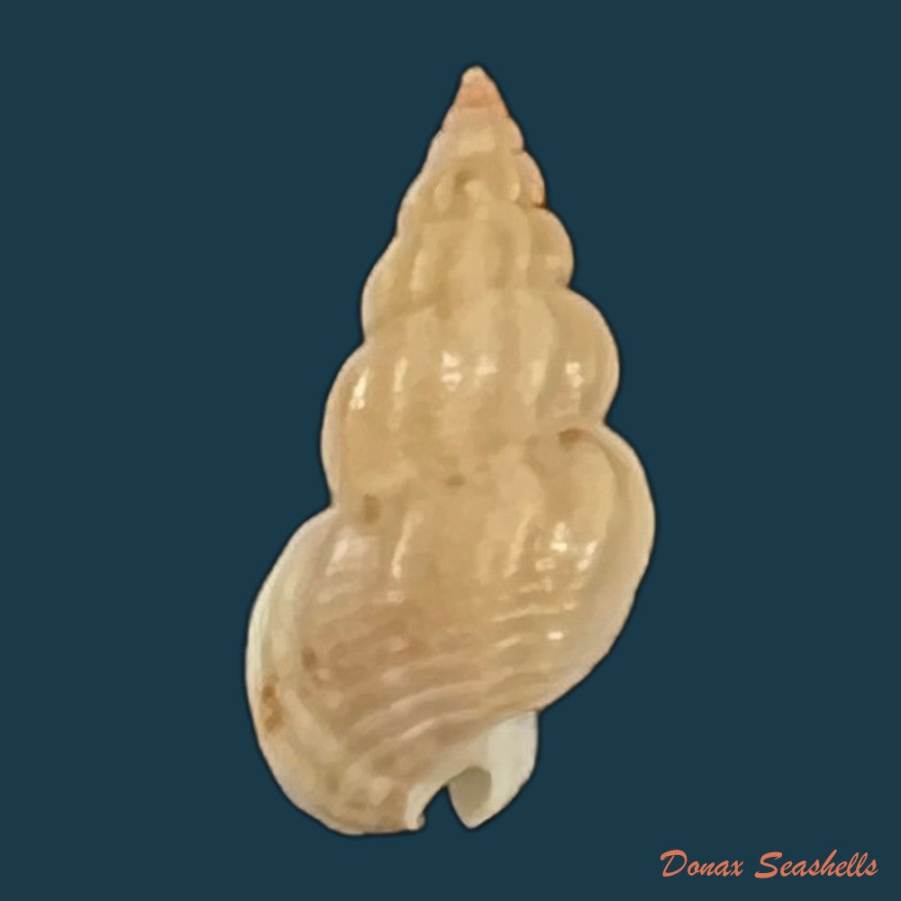 copia-de-tritia-miga-bruguiere-1789-19-1mm-1
