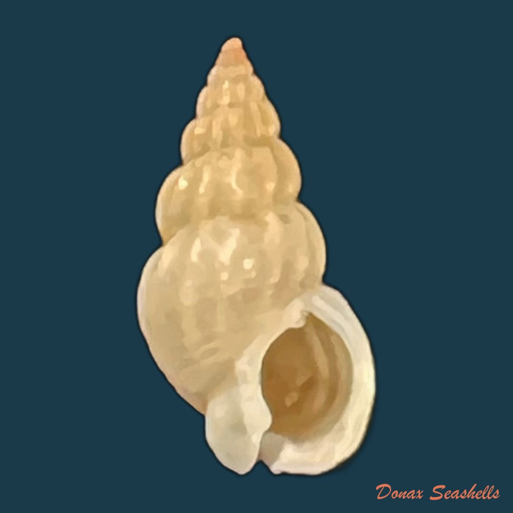 copia-de-tritia-miga-bruguiere-1789-19-1mm-1
