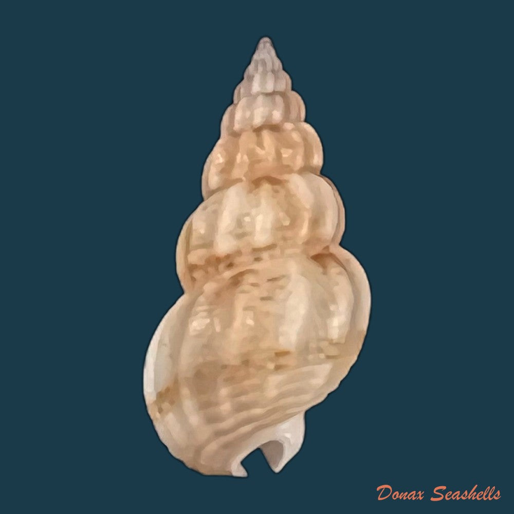 copia-de-tritia-miga-bruguiere-1789-19-1mm