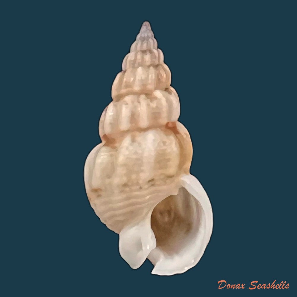 copia-de-tritia-miga-bruguiere-1789-19-1mm