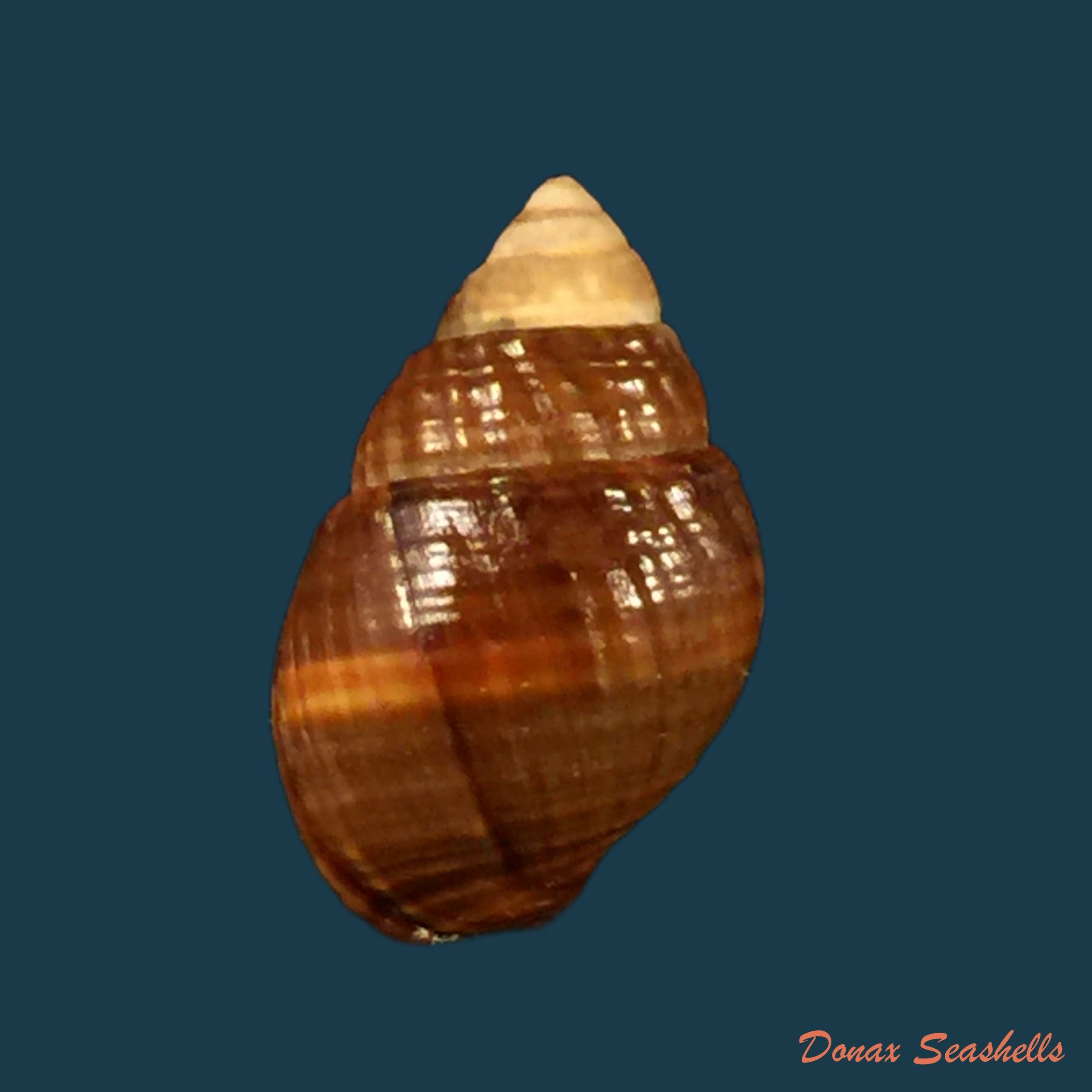 copia-de-tritia-obsoleta-say-1822-14-3mm
