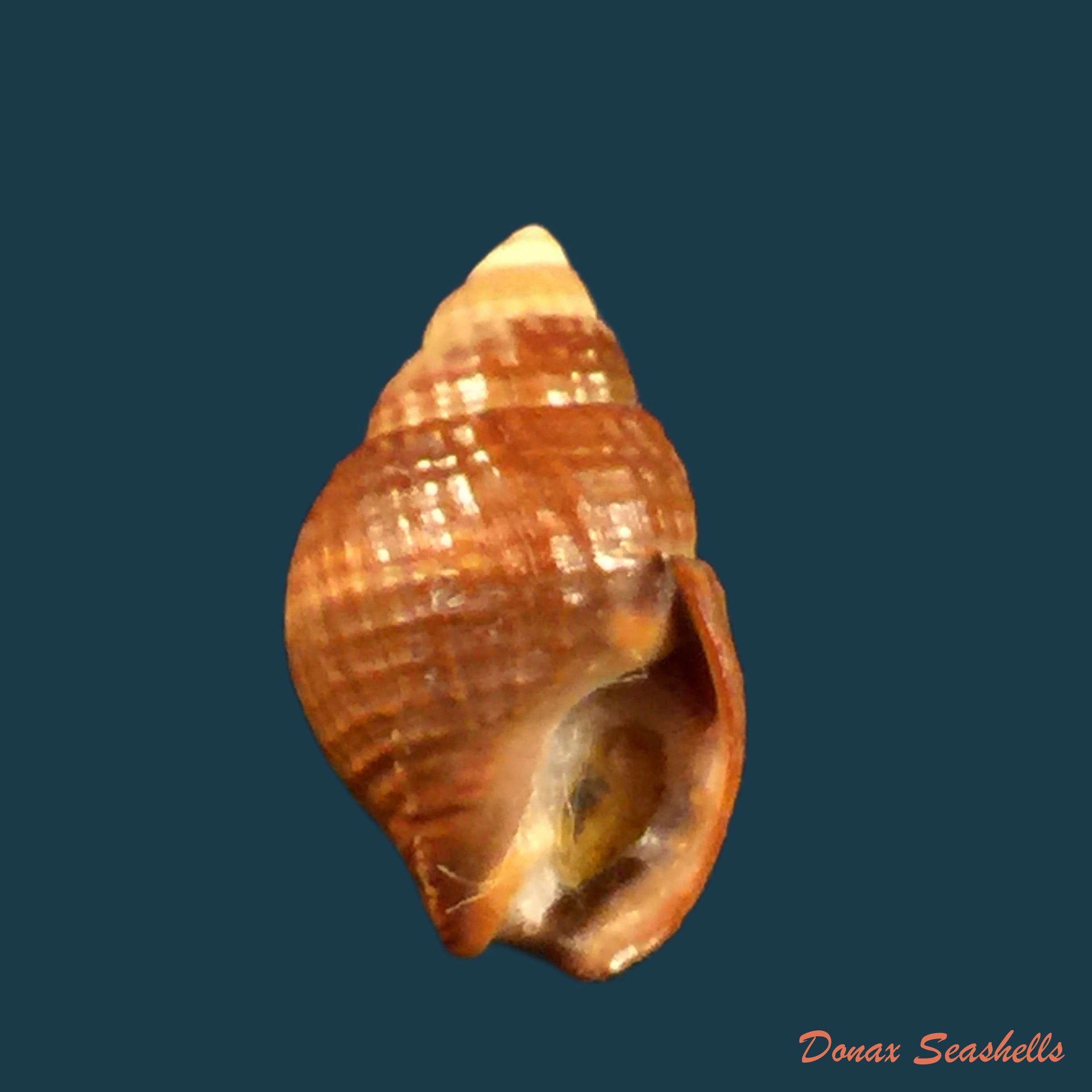 copia-de-tritia-obsoleta-say-1822-14-3mm