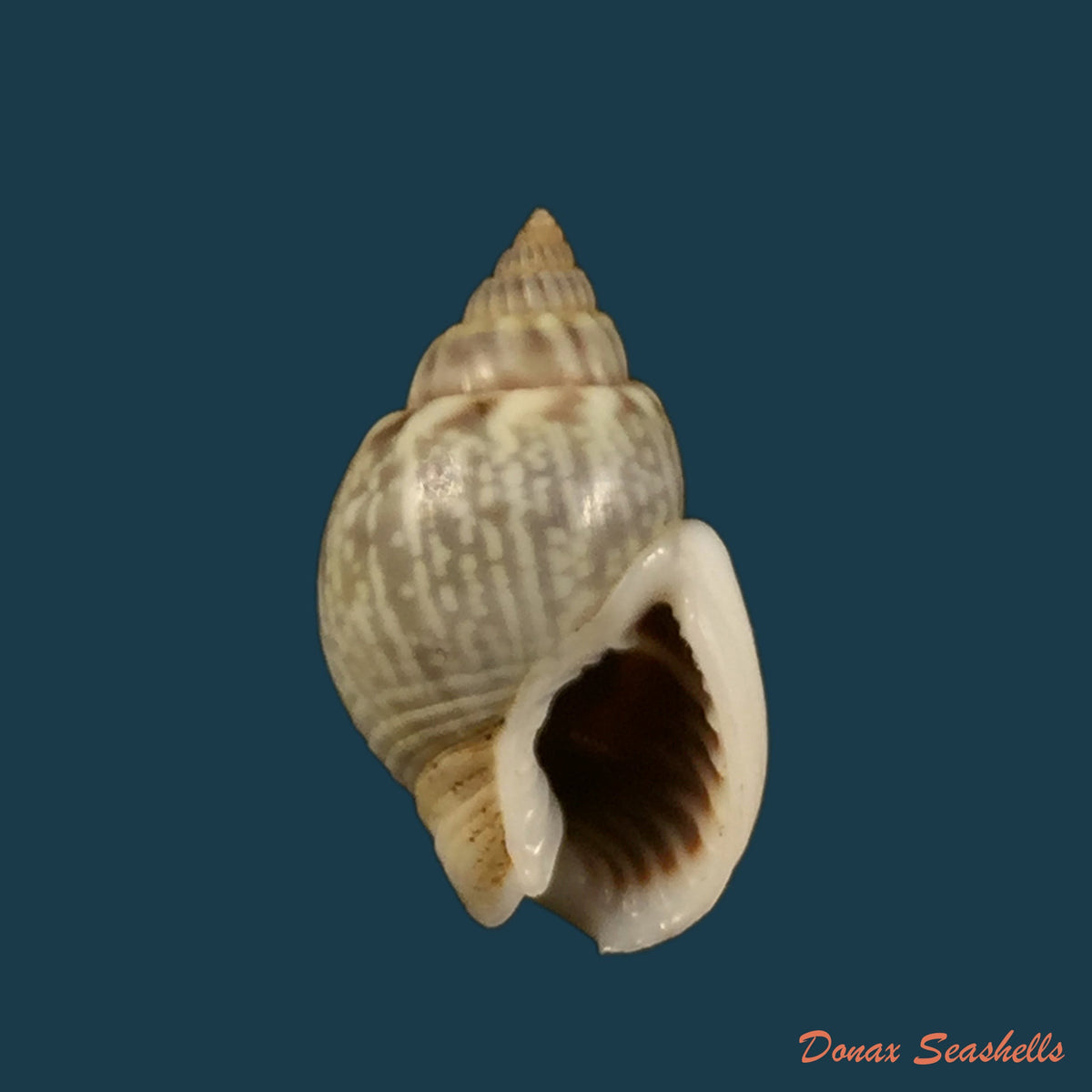 copia-de-tritia-obsoleta-say-1822-15-1mm