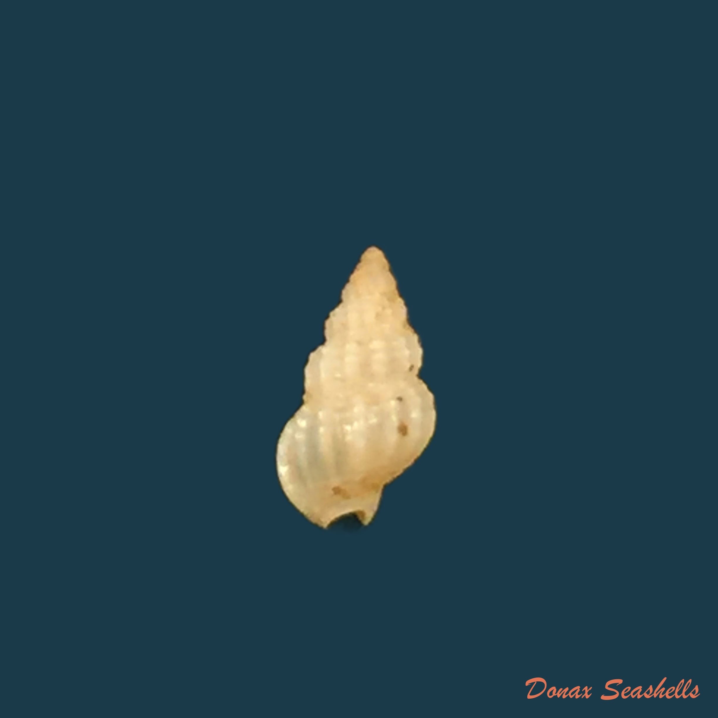 copia-de-tritia-ovoidea-locard-1886-17-2mm