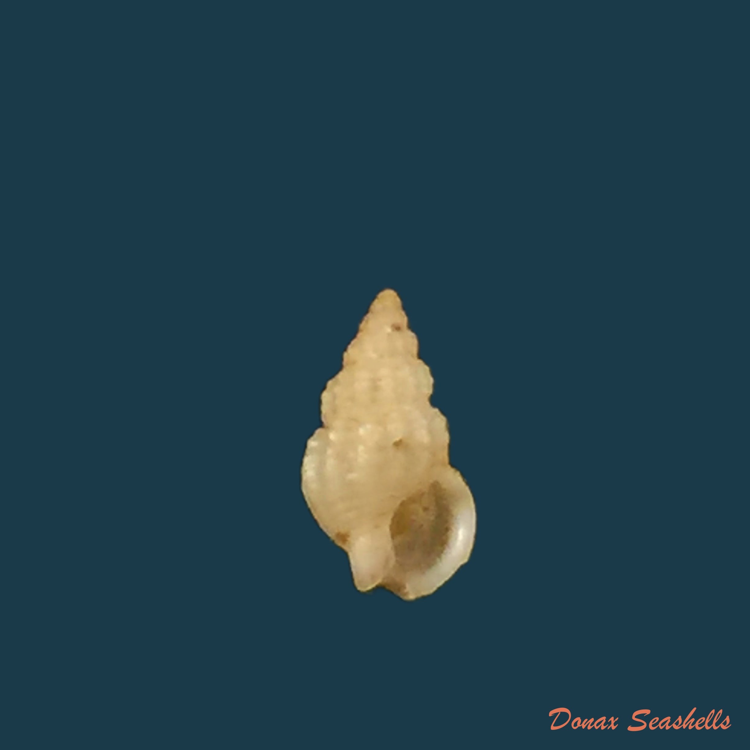 copia-de-tritia-ovoidea-locard-1886-17-2mm