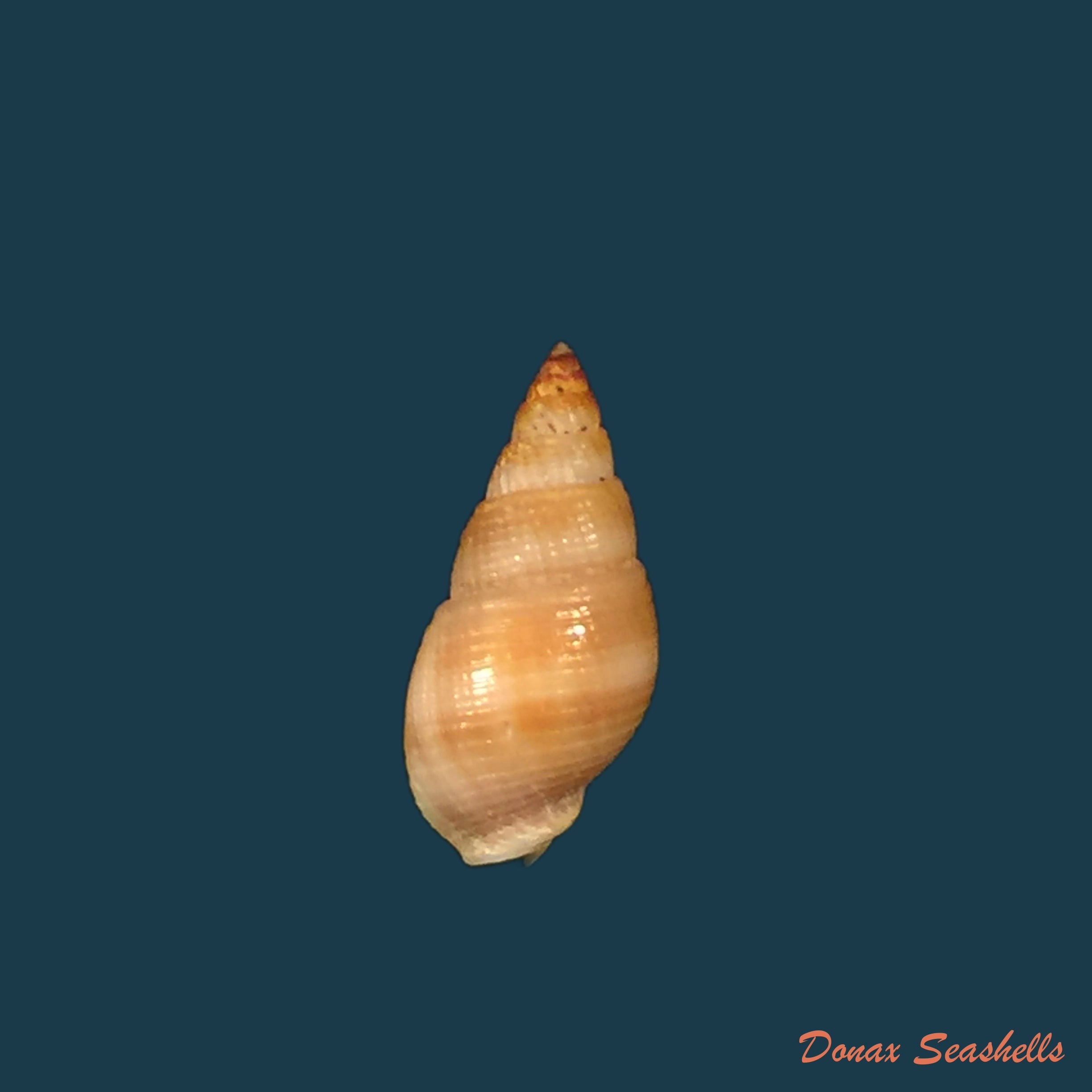 copia-de-tritia-ovoidea-locard-1886-18-2mm